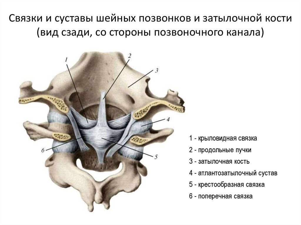 Между черепом и позвоночником. Соединения позвонков атланто-затылочный сустав анатомия. Соединение 1 шейного позвонка с черепом. Соединения атланто-затылочного сустава. Связки атланто затылочного сустава анатомия.