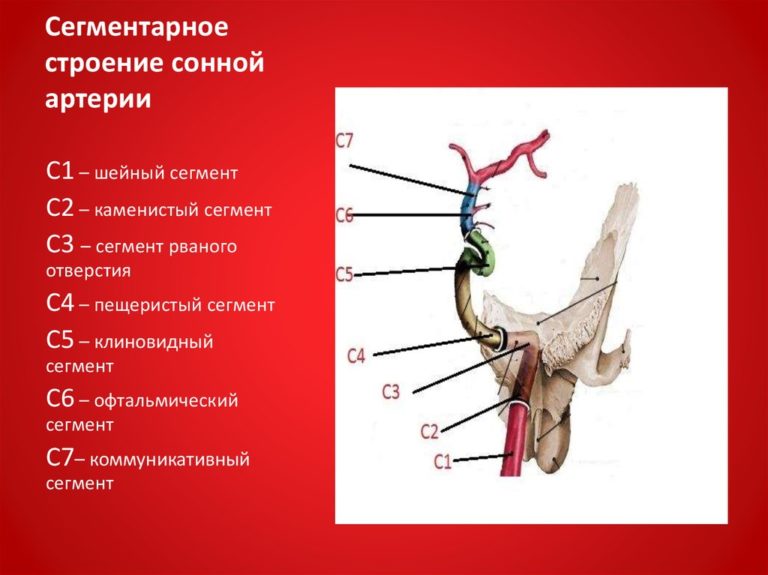 Сонная артерия на шее расположение с какой стороны фото у человека