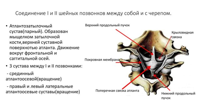 Шейные позвонки человека фото