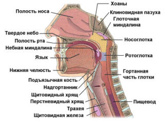 Хрящевой надгортанник в гортани функции