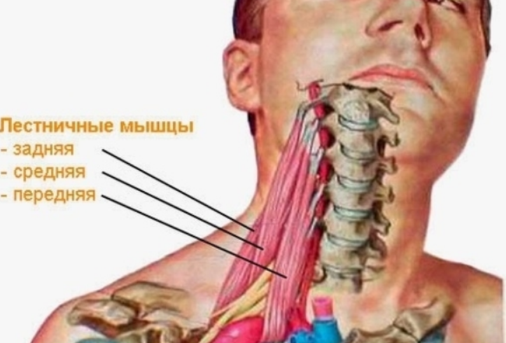 Лестничная мышца шеи фото