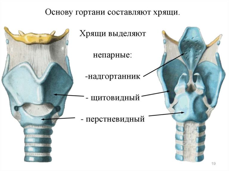 Хрящ гортани фото