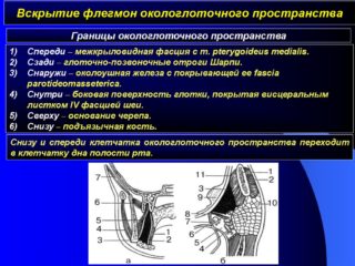 Окологлоточное пространство схема