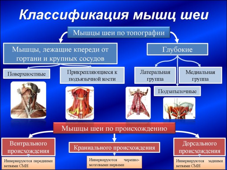 Классификация груди картинка