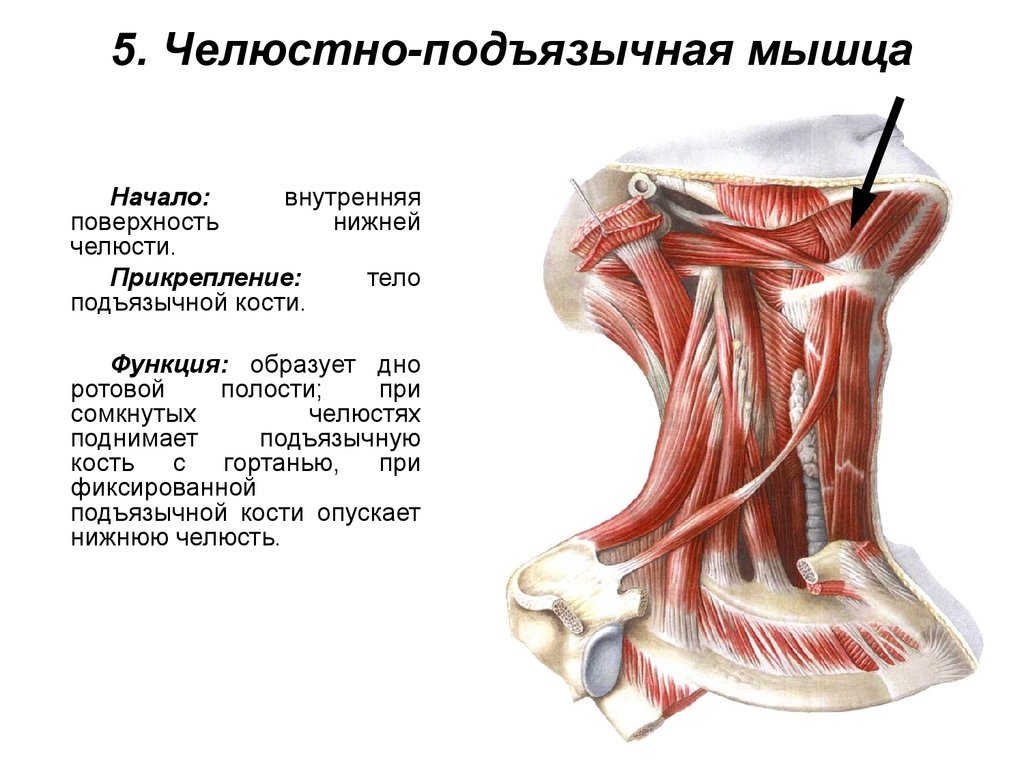 Лестничные мышцы анатомия. Лопаточно-подъязычная мышца функции. Передняя и средняя лестничные мышцы. Передняя средняя и задняя лестничные мышцы. Лестничные мышцы шеи.