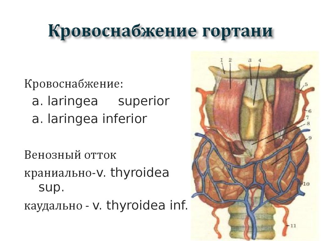 Нерв глотки. Кровоснабжение и иннервация гортани. Гортань функции строение кровоснабжение. Кровоснабжение гортнаь. Гортаньк рвоснабжение.
