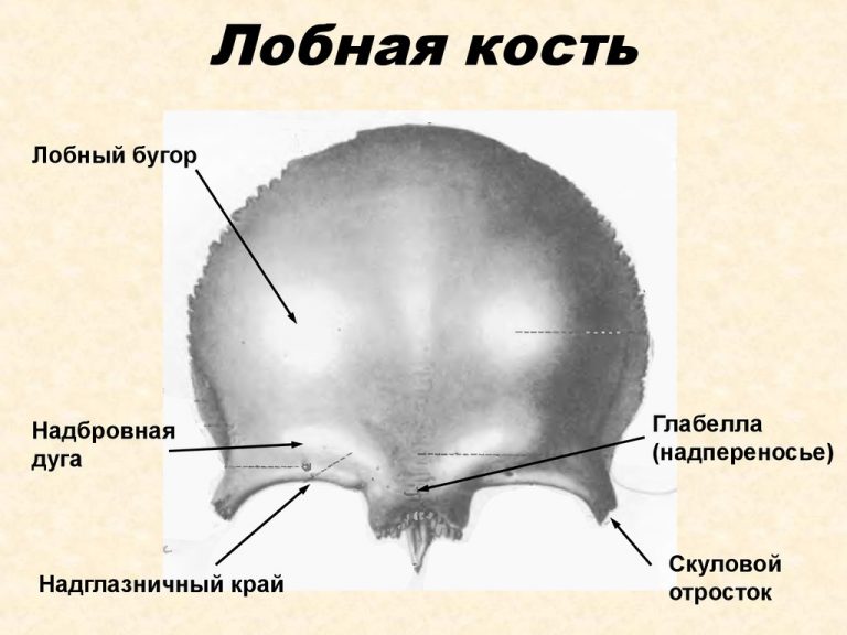 Лонная кость где находится у человека фото