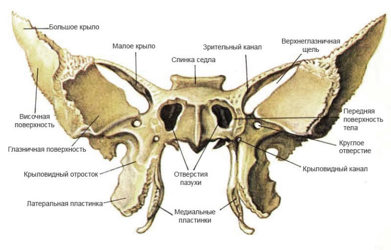 Клиновидная кость фото картинка