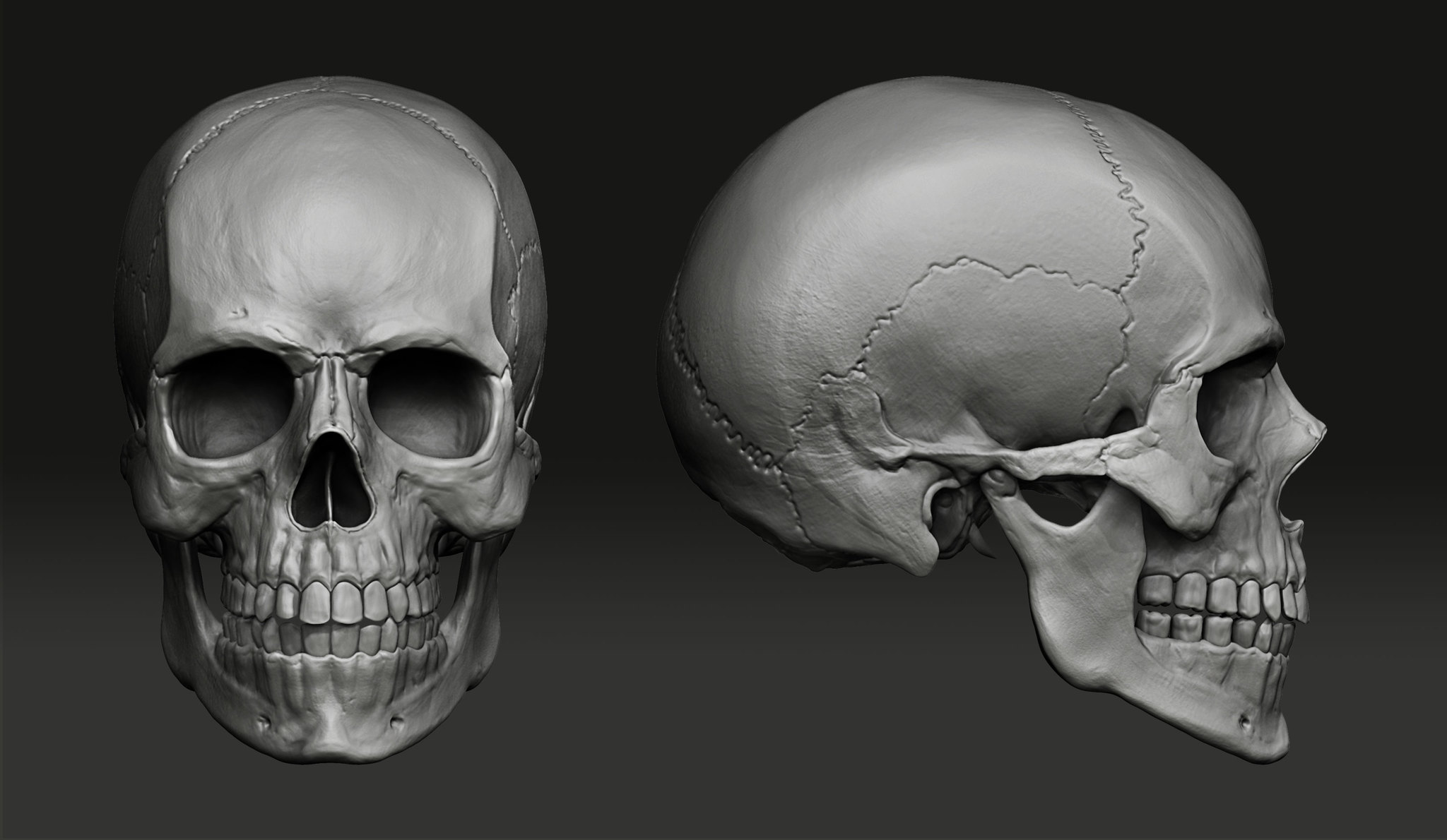 Череп человека: анатомия, сколько костей, внутреннее и наружное основание.