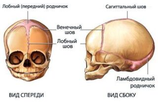 Строение черепа ребенка 2 года