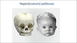 Строение черепа ребенка 3 года thumbnail