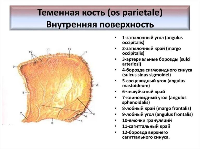 Носослезная борозда где расположена фото