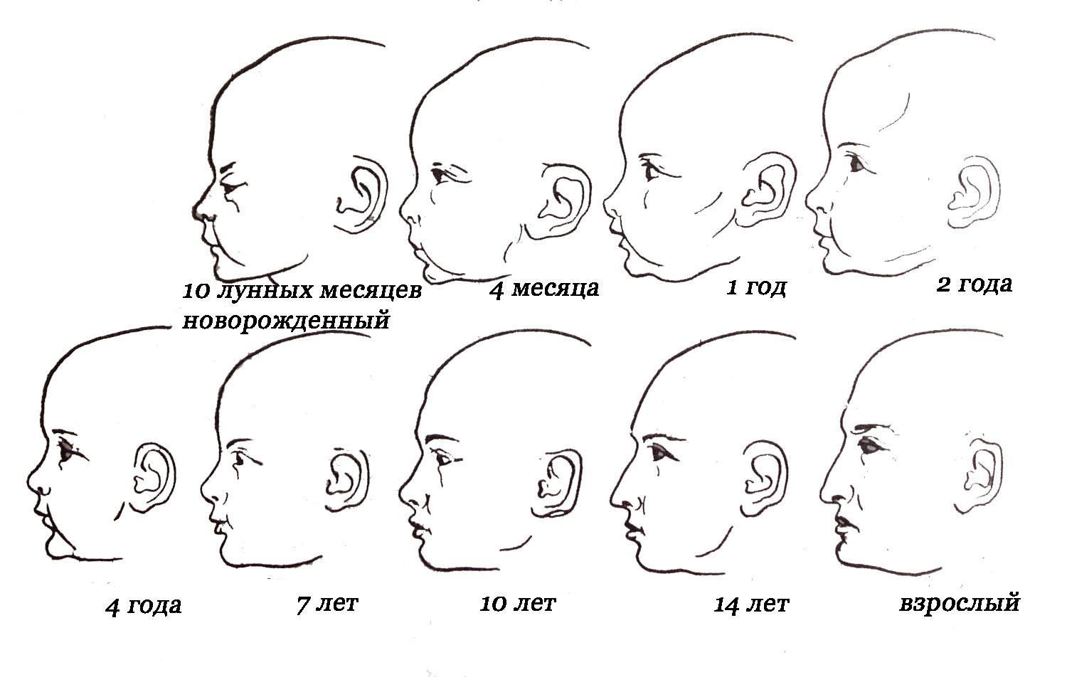 Растет какое лицо. Форма черепа у младенца формируется. Нормальная форма черепа ребенка сбоку. Нормальная форма головы у грудничка сбоку. Развитие черепа у новорожденного ребенка.