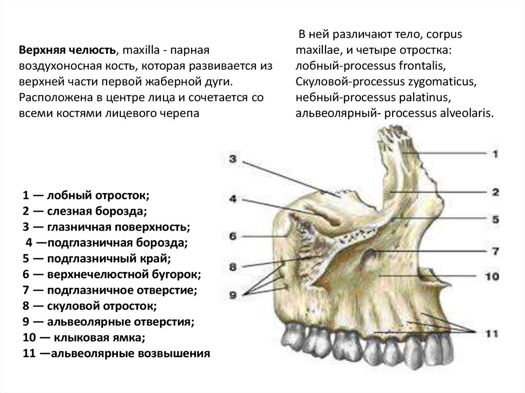 Отдел скелета челюсти. Строение кости верхней челюсти. Мыщелковый отросток нижней челюсти. Верхняя челюсть кость строение. Альвеолярный отросток верхней челюсти.