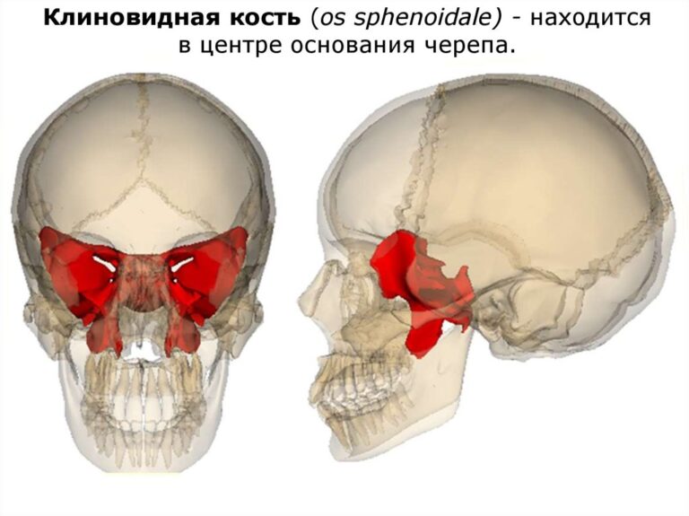 Клиновидная кость черепа рисунок