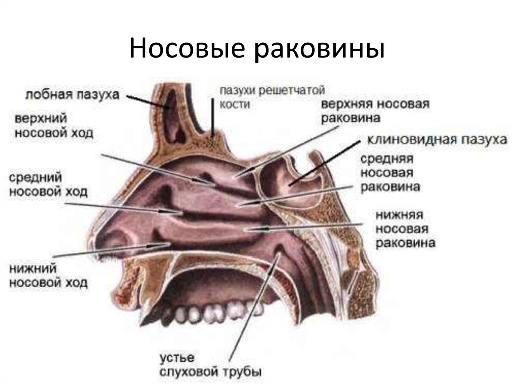 В верхний носовой ход открывается пазуха. Раковины и ходы носовые носовые анатомия. Хоаны носа анатомия. Полость носа анатомия хоаны. Полость носа анатомия носовые ходы.