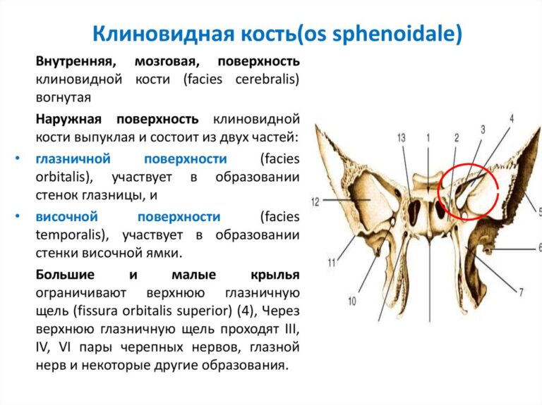 Клиновидная кость черепа рисунок