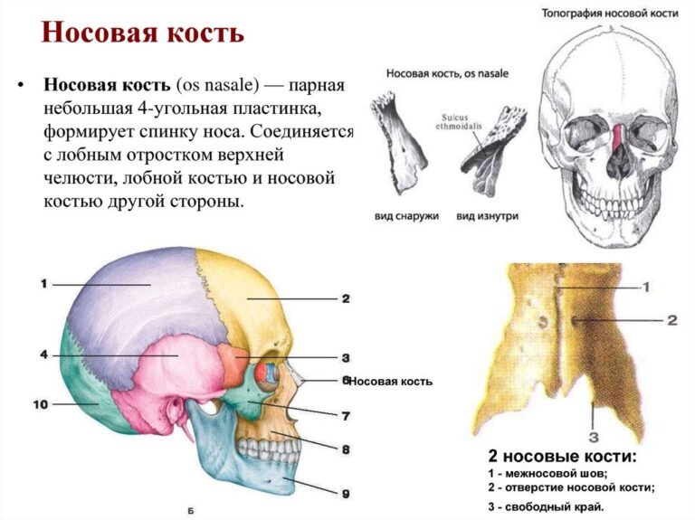 Носовая кость в 12 недель норма фото