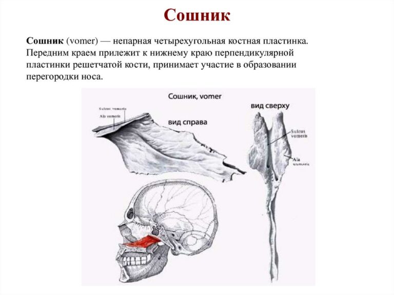 Сахарная кость у человека где находится на фото