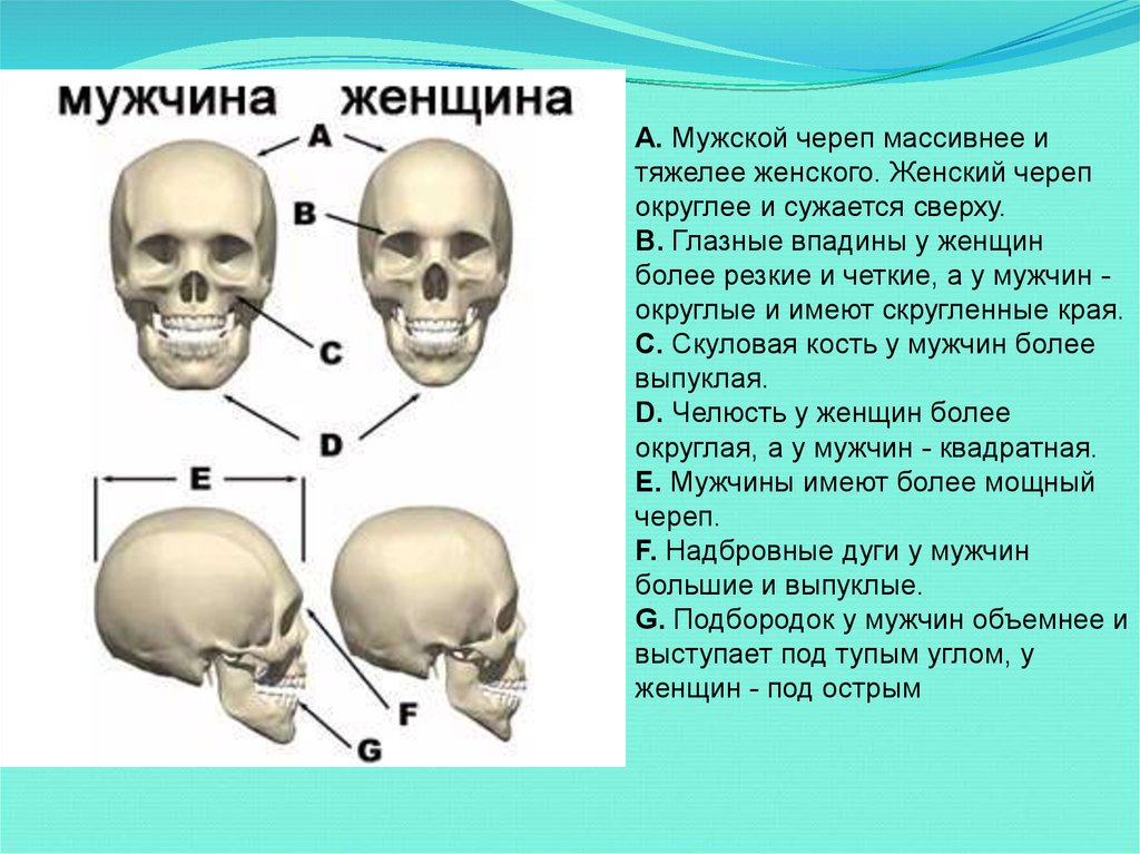 Половые различия мужчин. Соединения костей черепа возрастные различия. Строение черепа. Мужской и женский череп анатомия. Строение черепа головы.
