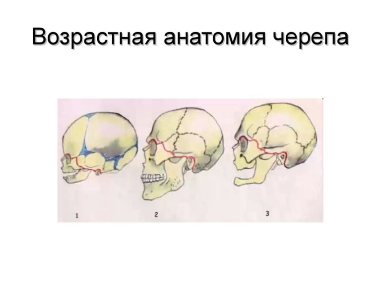 Швы черепа анатомия картинки для массажа