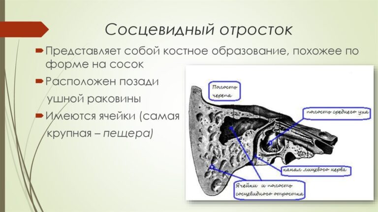 Сосцевидный отросток картинка