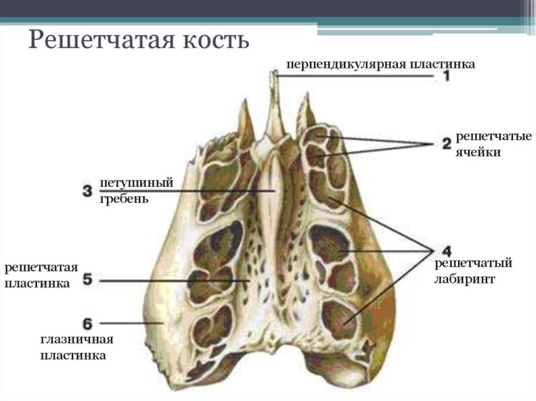 Где находятся пазухи носа у человека фото