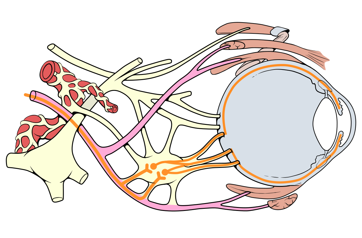 Зрительные нервы глазного яблока. Глазодвигательный нерв (III). Глазодвигательный нерв анатомия. Зрительный нерв и глазодвигательного нерв. Nervus oculomotorius глазодвигательный нерв.