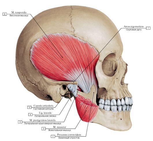 Фото гипертонус жевательных мышц