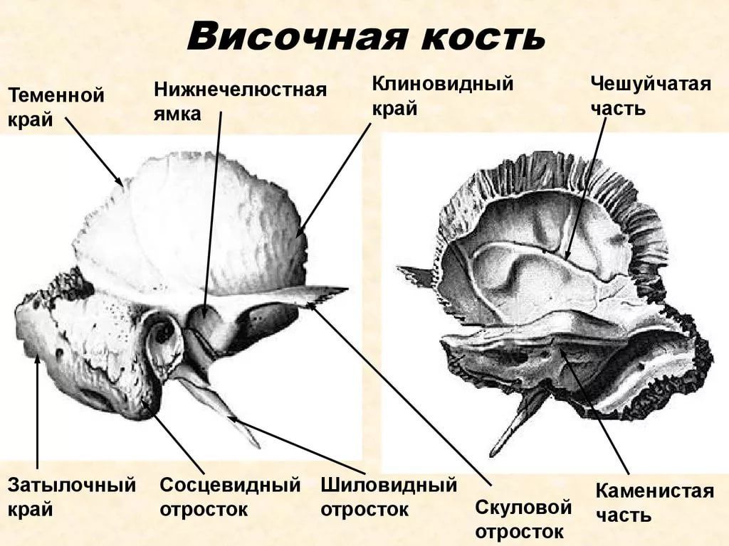 Изменения височной кости. Пирамида (каменистая часть) височной кости. Строение височной кости черепа. Строение черепа. Строение височной кости. Строение пирамиды височной кости.