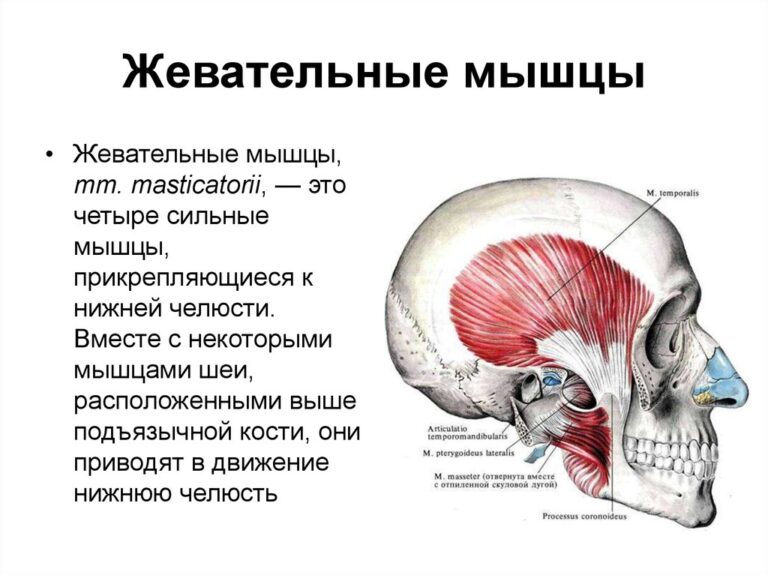 Крыловидная мышца челюсти фото