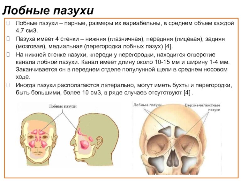 Лобные пазухи где находятся у человека фото