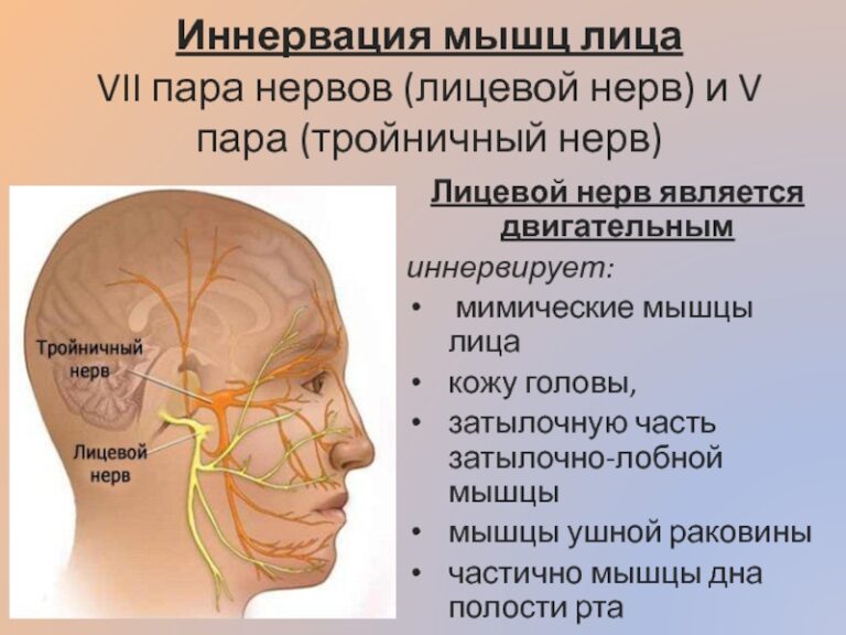 Ботокс в жевательные мышцы схема