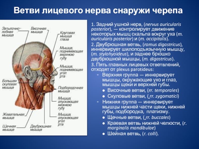 Гладкая мускулатура фото