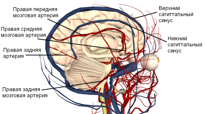 Какая артерия кровоснабжает мозг. Строение сосудистой системы головного мозга. Кровоснабжение мозга передняя мозговая артерия. Средняя артерия мозговой оболочки. Средняя оболочечная артерия топография.