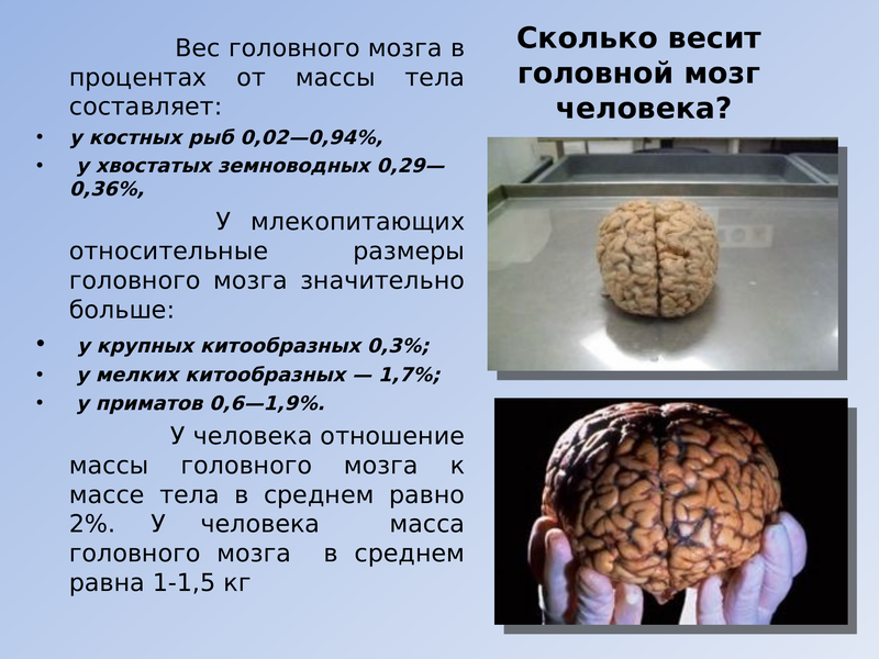 Сколько весит голова человека в среднем: вес черепа и масса головы в кг