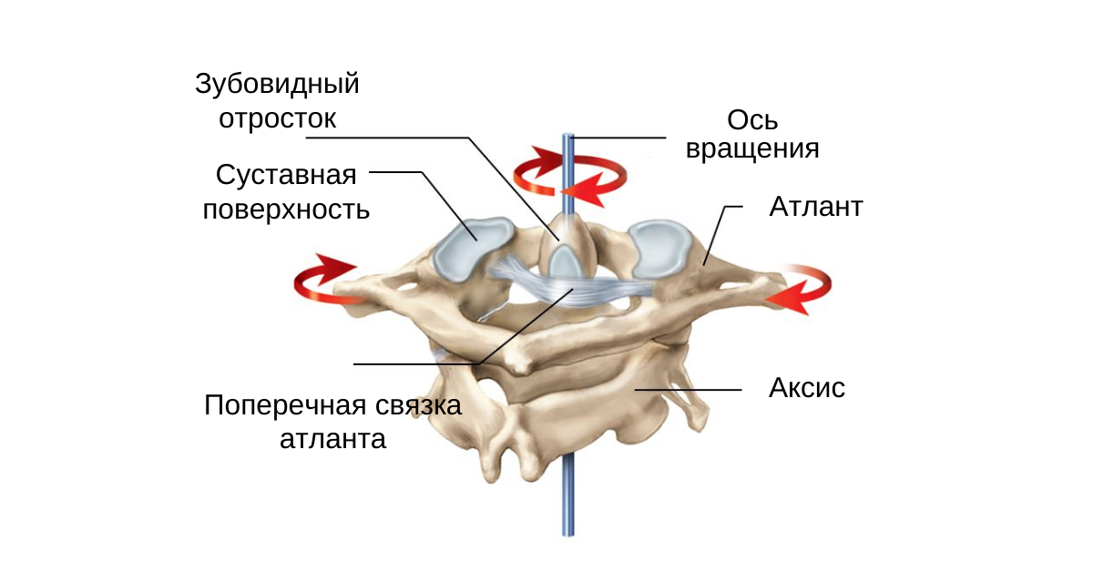 Соединения между затылочной костью