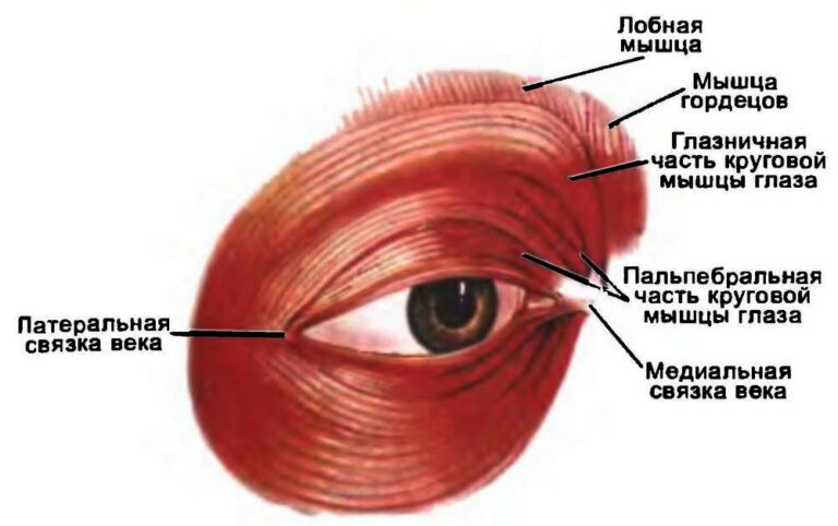 Круговая мышца рта фото