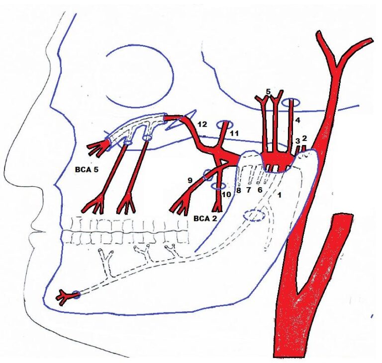 Arteria maxillaris схема