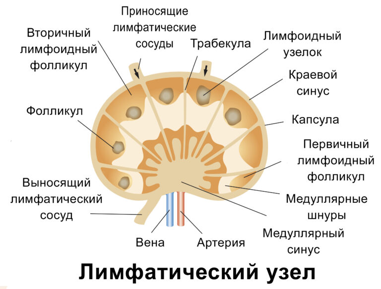 Подчелюстные лимфоузлы фото