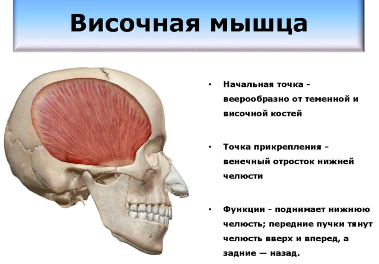 Крыловидная мышца челюсти фото