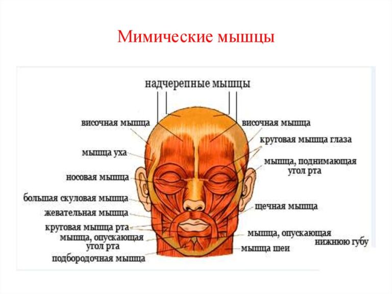 Миозит икроножных мышц фото