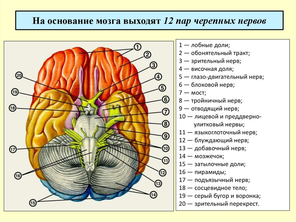 Нервная система