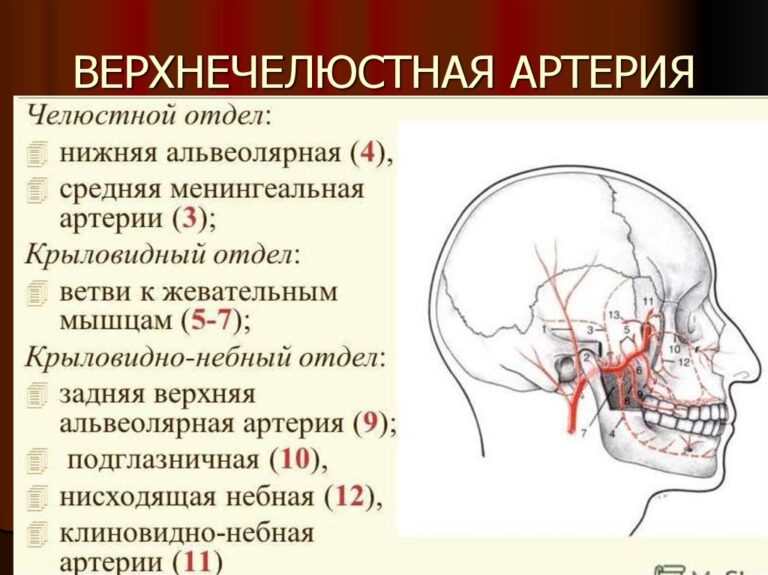 Поперечные небные складки фото