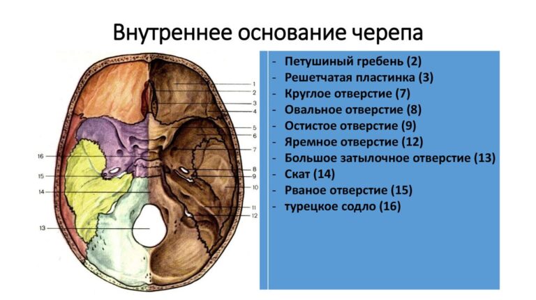 Задняя черепная ямка где находится фото