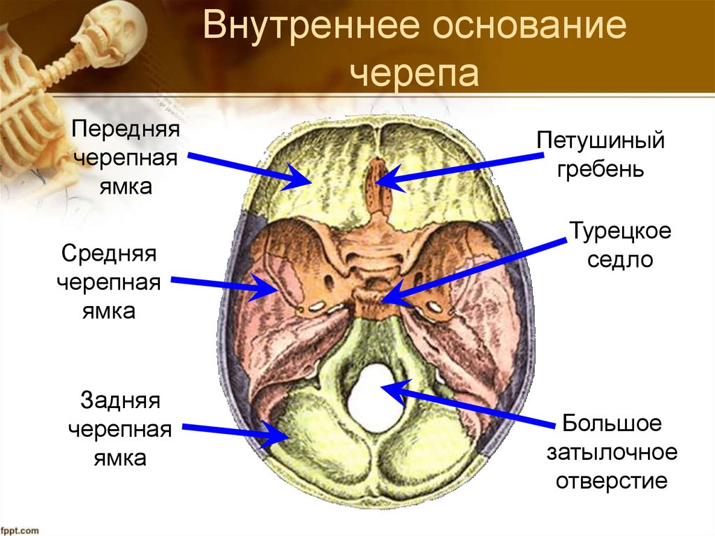 Где находится задний. Черепные ямки анатомия внутреннее основание черепа. Основание черепа анатомия задняя черепная ямка. Передняя средняя и задняя Черепные ямки. Основание черепа Черепные ямки.