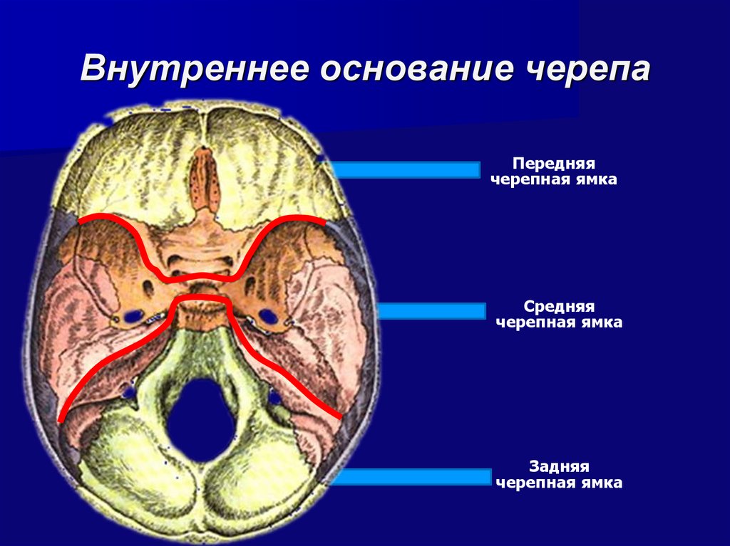 Мозговое основание черепа. Внутреннее основание черепа анатомия ямки. Внутренняя поверхность основания черепа Черепные ямки. Внутренне основание черепа Черепные ямки. Черепные ямки внутреннего основания черепа.