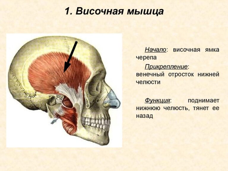 Глазной мускул говядина какая часть на схеме