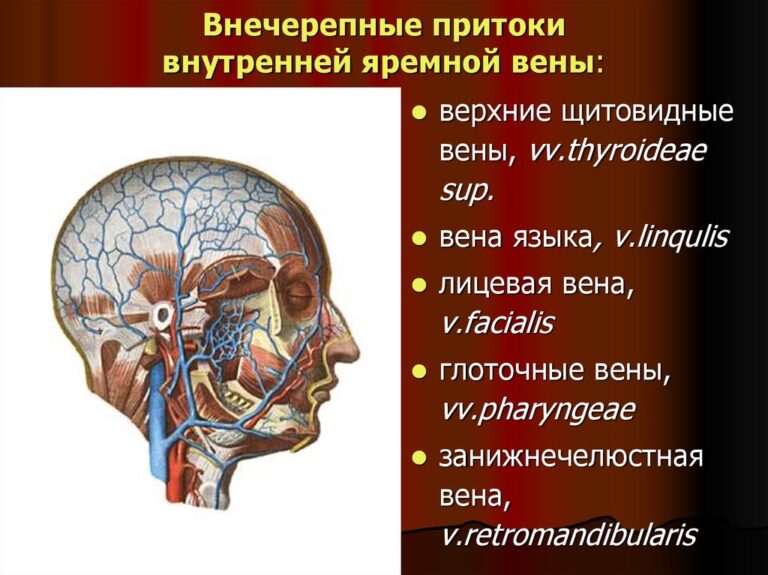 Венечная борозда головки фото