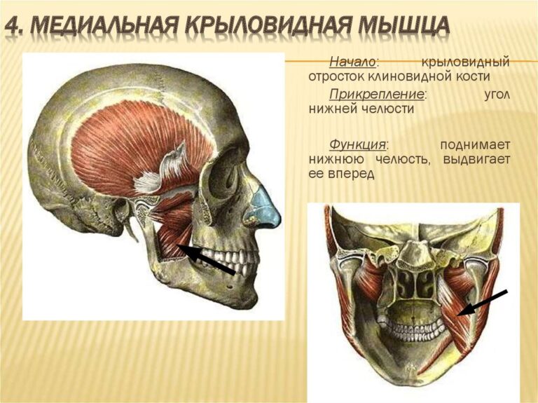 Мускулы у хелпика картинки